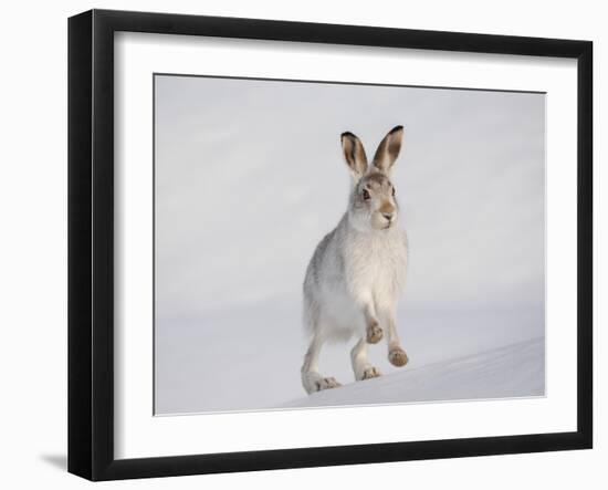 Mountain Hare (Lepus Timidus) Running Up a Snow-Covered Slope, Scotland, UK, February-Mark Hamblin-Framed Photographic Print