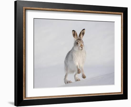 Mountain Hare (Lepus Timidus) Running Up a Snow-Covered Slope, Scotland, UK, February-Mark Hamblin-Framed Photographic Print