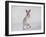 Mountain Hare (Lepus Timidus) Running Up a Snow-Covered Slope, Scotland, UK, February-Mark Hamblin-Framed Photographic Print