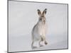 Mountain Hare (Lepus Timidus) Running Up a Snow-Covered Slope, Scotland, UK, February-Mark Hamblin-Mounted Photographic Print