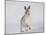 Mountain Hare (Lepus Timidus) Running Up a Snow-Covered Slope, Scotland, UK, February-Mark Hamblin-Mounted Photographic Print