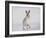 Mountain Hare (Lepus Timidus) Running Up a Snow-Covered Slope, Scotland, UK, February-Mark Hamblin-Framed Photographic Print