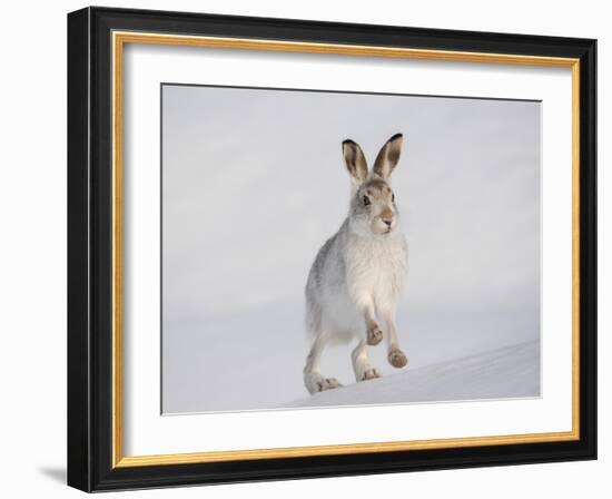 Mountain Hare (Lepus Timidus) Running Up a Snow-Covered Slope, Scotland, UK, February-Mark Hamblin-Framed Photographic Print