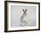 Mountain Hare (Lepus Timidus) Running Up a Snow-Covered Slope, Scotland, UK, February-Mark Hamblin-Framed Photographic Print