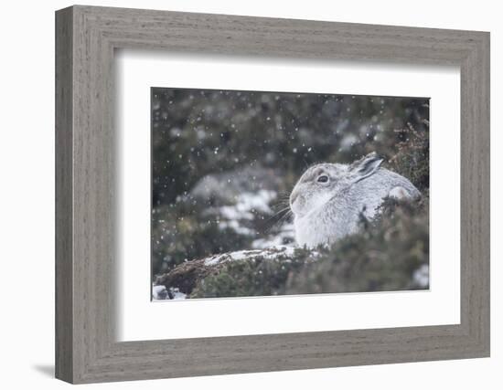 Mountain Hare (Lepus Timidus), Scottish Highlands, Scotland, United Kingdom, Europe-David and Louis Gibbon-Framed Photographic Print