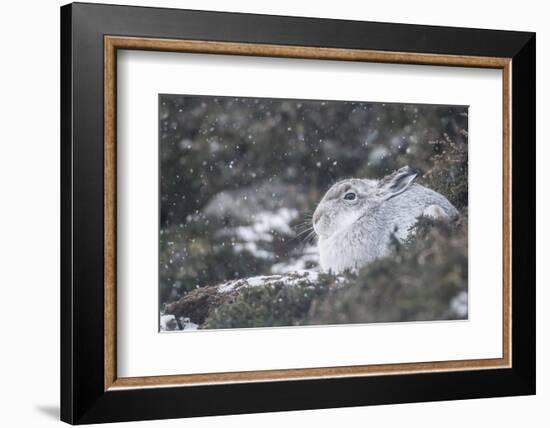 Mountain Hare (Lepus Timidus), Scottish Highlands, Scotland, United Kingdom, Europe-David and Louis Gibbon-Framed Photographic Print