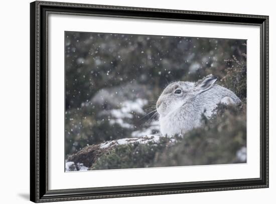 Mountain Hare (Lepus Timidus), Scottish Highlands, Scotland, United Kingdom, Europe-David and Louis Gibbon-Framed Photographic Print