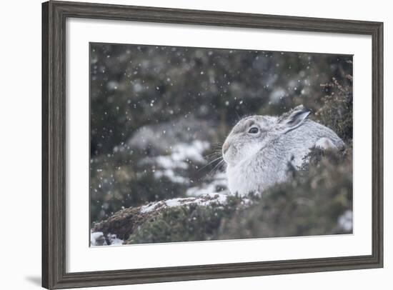 Mountain Hare (Lepus Timidus), Scottish Highlands, Scotland, United Kingdom, Europe-David and Louis Gibbon-Framed Photographic Print