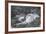 Mountain Hare (Lepus Timidus), Scottish Highlands, Scotland, United Kingdom, Europe-David and Louis Gibbon-Framed Photographic Print