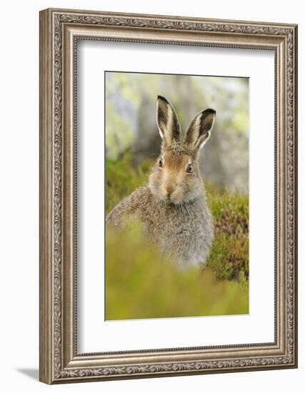 Mountain Hare (Lepus Timidus) Sub-Adult Leveret Portrait. Cairngorms National Park, Scotland, July-Fergus Gill-Framed Photographic Print