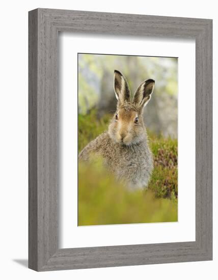 Mountain Hare (Lepus Timidus) Sub-Adult Leveret Portrait. Cairngorms National Park, Scotland, July-Fergus Gill-Framed Photographic Print