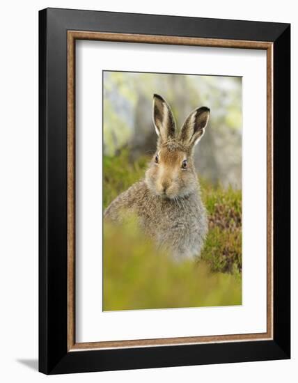 Mountain Hare (Lepus Timidus) Sub-Adult Leveret Portrait. Cairngorms National Park, Scotland, July-Fergus Gill-Framed Photographic Print