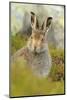 Mountain Hare (Lepus Timidus) Sub-Adult Leveret Portrait. Cairngorms National Park, Scotland, July-Fergus Gill-Mounted Photographic Print