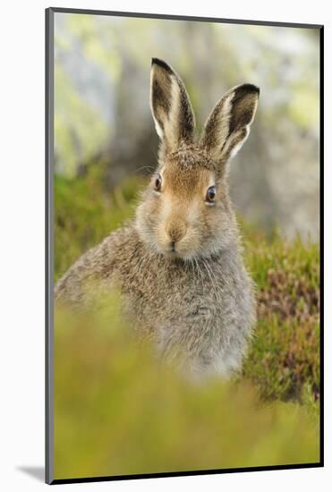 Mountain Hare (Lepus Timidus) Sub-Adult Leveret Portrait. Cairngorms National Park, Scotland, July-Fergus Gill-Mounted Photographic Print