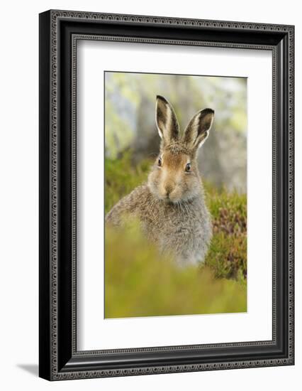 Mountain Hare (Lepus Timidus) Sub-Adult Leveret Portrait. Cairngorms National Park, Scotland, July-Fergus Gill-Framed Photographic Print