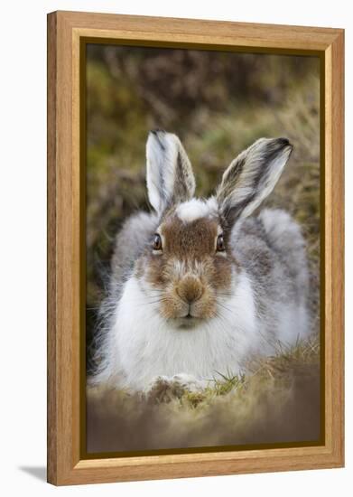 Mountain Hare (Lepus Timidus) with Partial Winter Coat, Scotland, UK, April-Mark Hamblin-Framed Premier Image Canvas