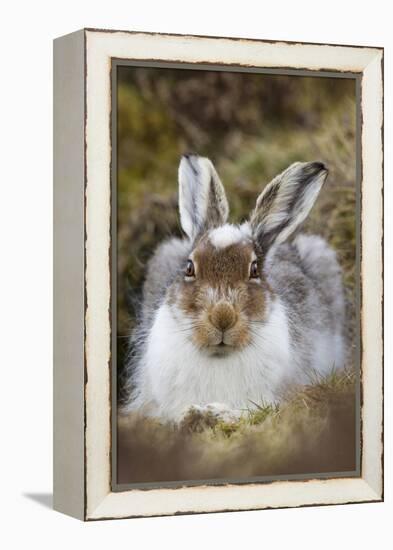 Mountain Hare (Lepus Timidus) with Partial Winter Coat, Scotland, UK, April-Mark Hamblin-Framed Premier Image Canvas