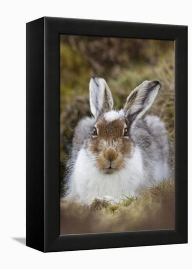 Mountain Hare (Lepus Timidus) with Partial Winter Coat, Scotland, UK, April-Mark Hamblin-Framed Premier Image Canvas