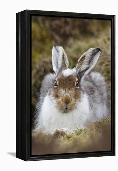 Mountain Hare (Lepus Timidus) with Partial Winter Coat, Scotland, UK, April-Mark Hamblin-Framed Premier Image Canvas