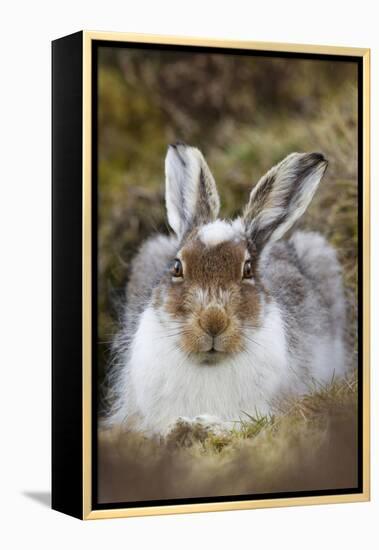 Mountain Hare (Lepus Timidus) with Partial Winter Coat, Scotland, UK, April-Mark Hamblin-Framed Premier Image Canvas