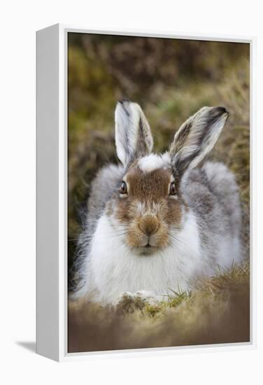 Mountain Hare (Lepus Timidus) with Partial Winter Coat, Scotland, UK, April-Mark Hamblin-Framed Premier Image Canvas