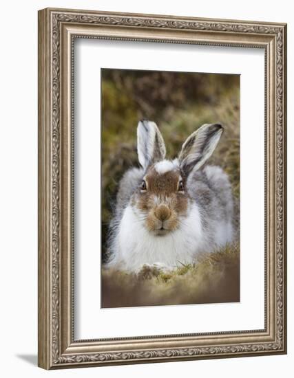 Mountain Hare (Lepus Timidus) with Partial Winter Coat, Scotland, UK, April-Mark Hamblin-Framed Photographic Print