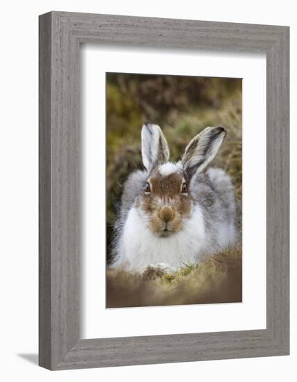 Mountain Hare (Lepus Timidus) with Partial Winter Coat, Scotland, UK, April-Mark Hamblin-Framed Photographic Print