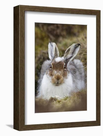 Mountain Hare (Lepus Timidus) with Partial Winter Coat, Scotland, UK, April-Mark Hamblin-Framed Photographic Print