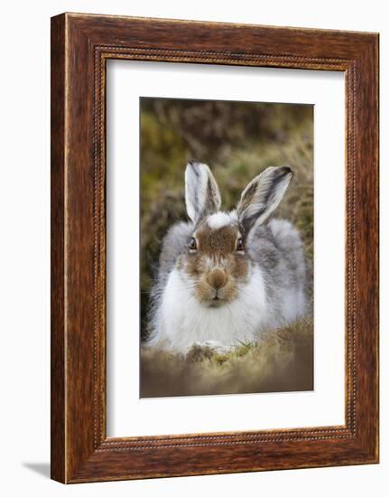 Mountain Hare (Lepus Timidus) with Partial Winter Coat, Scotland, UK, April-Mark Hamblin-Framed Photographic Print