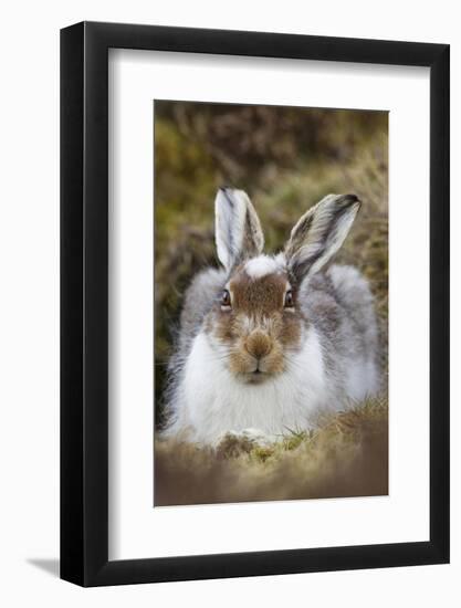 Mountain Hare (Lepus Timidus) with Partial Winter Coat, Scotland, UK, April-Mark Hamblin-Framed Photographic Print