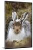 Mountain Hare (Lepus Timidus) with Partial Winter Coat, Scotland, UK, April-Mark Hamblin-Mounted Photographic Print