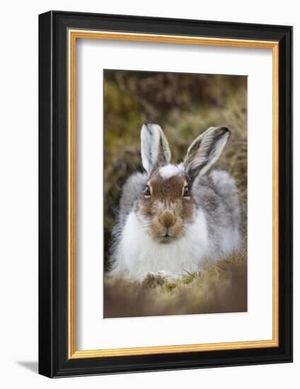 Mountain Hare (Lepus Timidus) with Partial Winter Coat, Scotland, UK, April-Mark Hamblin-Framed Photographic Print