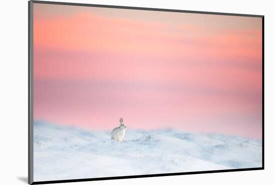 Mountain hare on snow covered moorland at last light, UK-Ben Hall-Mounted Photographic Print
