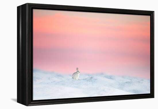 Mountain hare on snow covered moorland at last light, UK-Ben Hall-Framed Premier Image Canvas