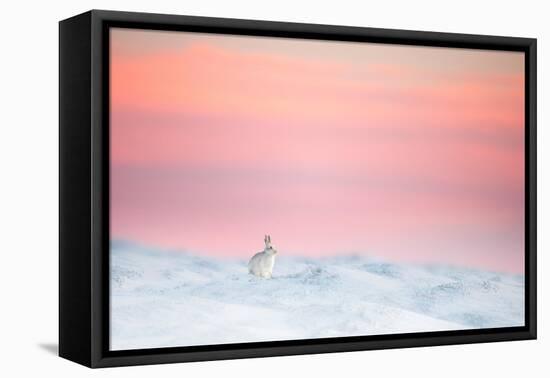 Mountain hare on snow covered moorland at last light, UK-Ben Hall-Framed Premier Image Canvas