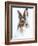 Mountain hare portrait-Karen Deakin-Framed Photographic Print