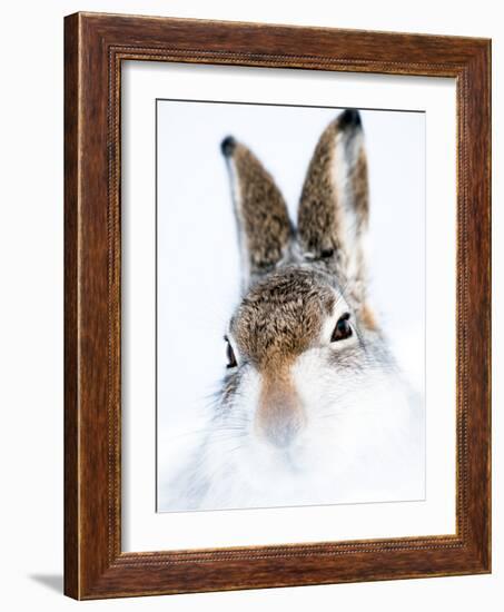 Mountain hare portrait-Karen Deakin-Framed Photographic Print