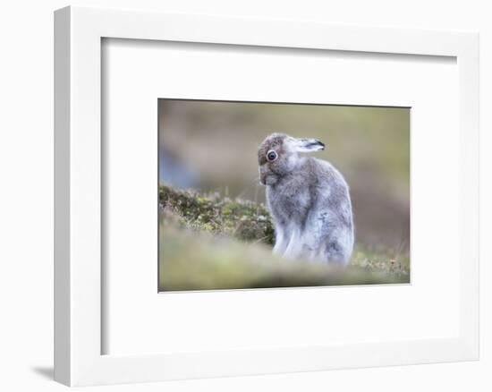 Mountain hare starting to turn to white in Scotland-Sue Demetriou-Framed Photographic Print