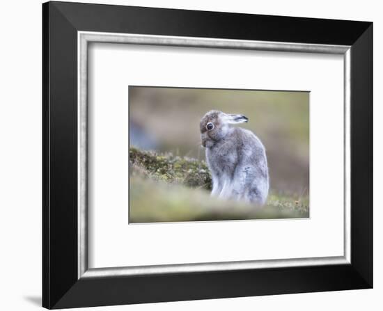 Mountain hare starting to turn to white in Scotland-Sue Demetriou-Framed Photographic Print