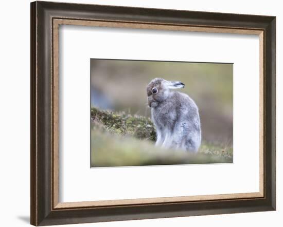 Mountain hare starting to turn to white in Scotland-Sue Demetriou-Framed Photographic Print