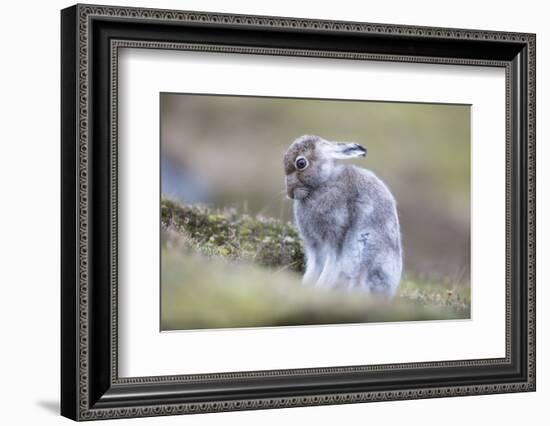 Mountain hare starting to turn to white in Scotland-Sue Demetriou-Framed Photographic Print