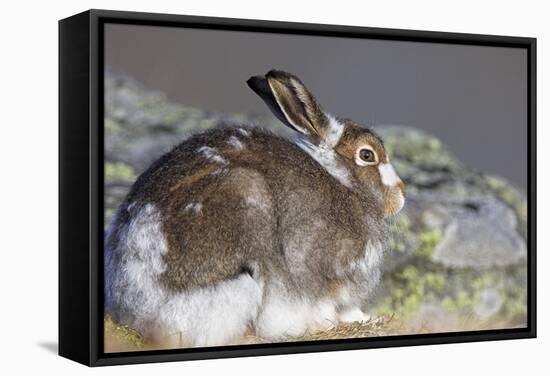 Mountain Hare-Duncan Shaw-Framed Premier Image Canvas