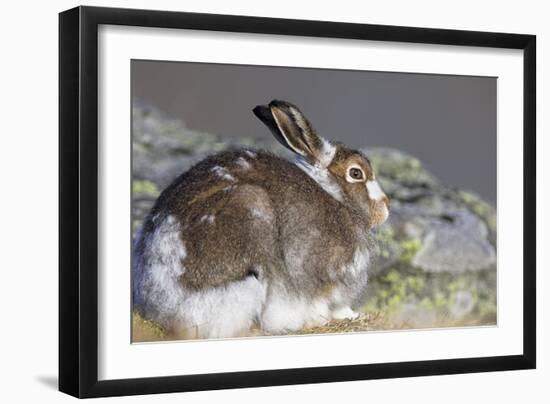 Mountain Hare-Duncan Shaw-Framed Photographic Print