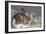 Mountain Hare-Duncan Shaw-Framed Photographic Print