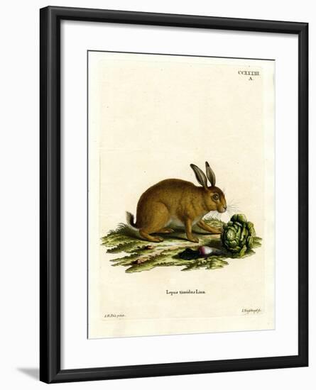 Mountain Hare-null-Framed Giclee Print