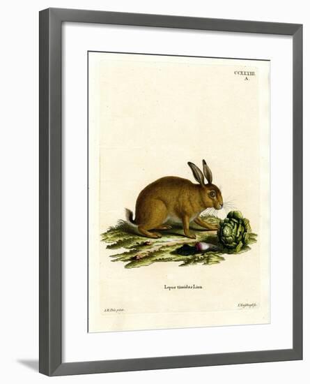 Mountain Hare-null-Framed Giclee Print