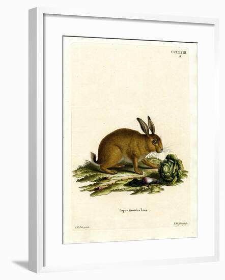 Mountain Hare-null-Framed Giclee Print