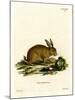 Mountain Hare-null-Mounted Giclee Print