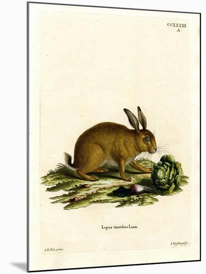 Mountain Hare-null-Mounted Giclee Print