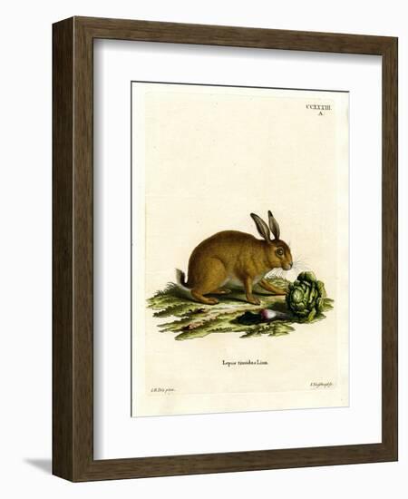 Mountain Hare-null-Framed Giclee Print